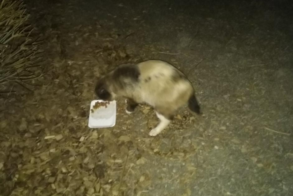 Alerte Disparition Chat Mâle , 5 ans Belfort France Alerte Disparition Chat Mâle , 5 ans Belfort France