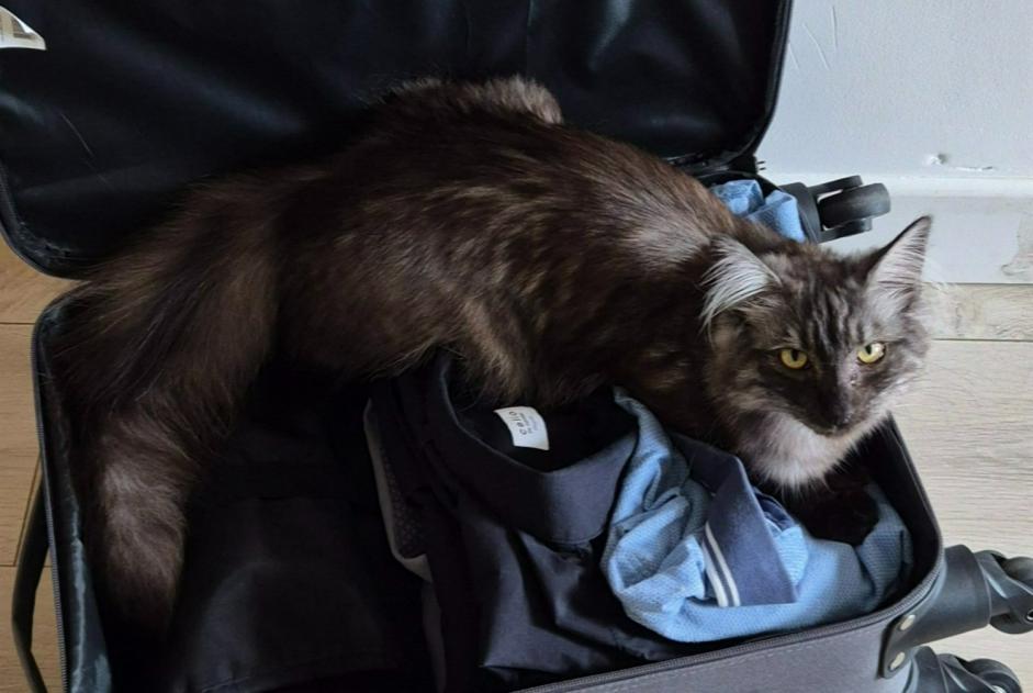 Alerte Disparition Chat Femelle , 1 ans Belfort France Alerte Disparition Chat Femelle , 1 ans Belfort France