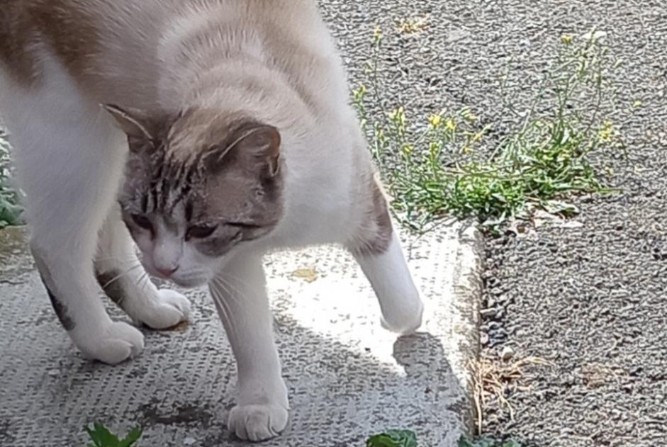 Alerta descoberta Gato  Fêmea Belfort France